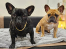 Collar de perro cadena cubana de lujo – Metal chapado en oro